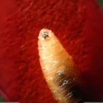 screwworm